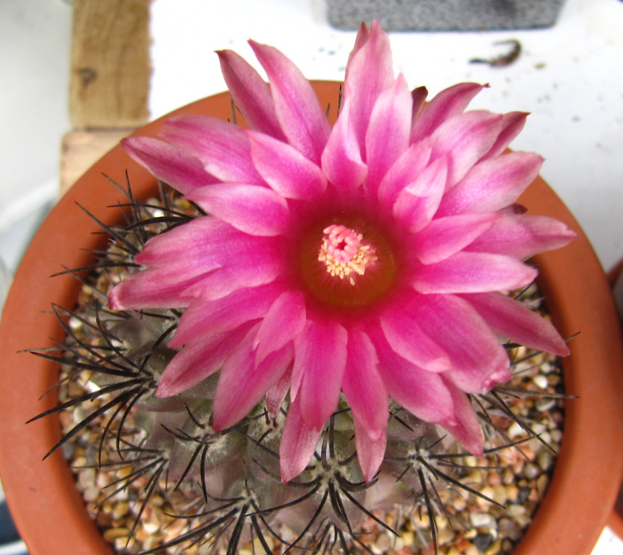 Eriosyce taltalensis subsp. pilispina (syn. Neoporteria calderana, Pyrrhocactus pilispinus)